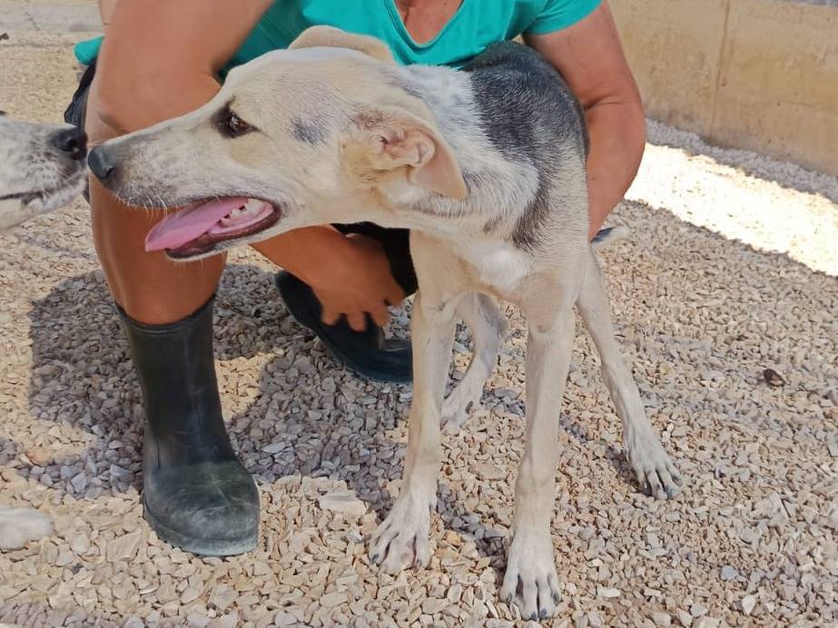 Vuoi adottare un cane a Brescia?