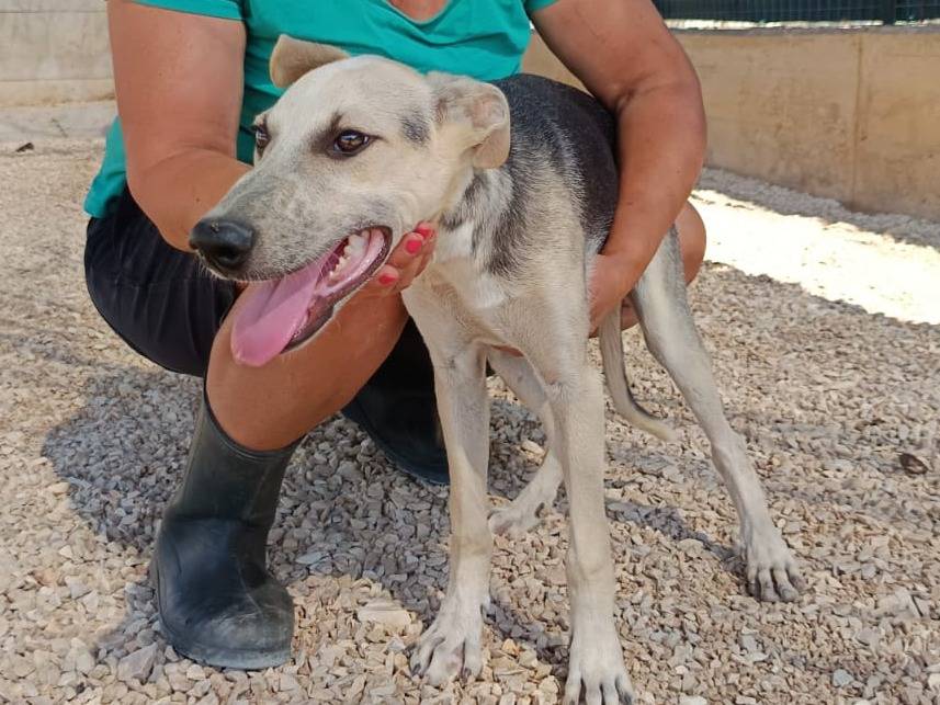 Adotta il cane Hero a Brescia