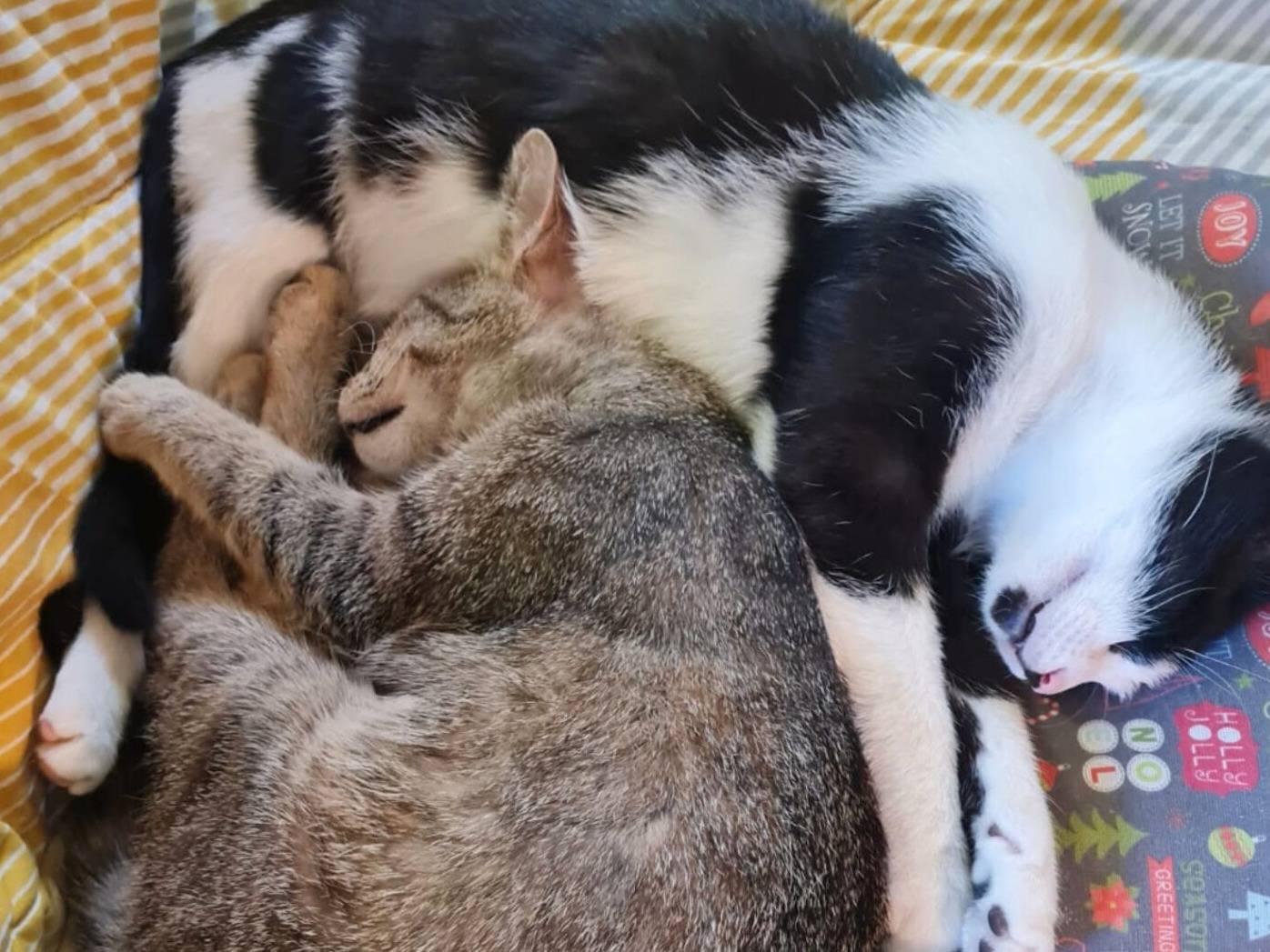 Adotta un gatto, maschio, 1 anno, Torino