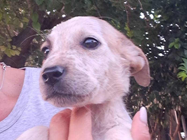 Adozione cane, maschio, Razza sconosciuta Razza sconosciuta, 2 mesi, taglia media contenuta, Venezia
