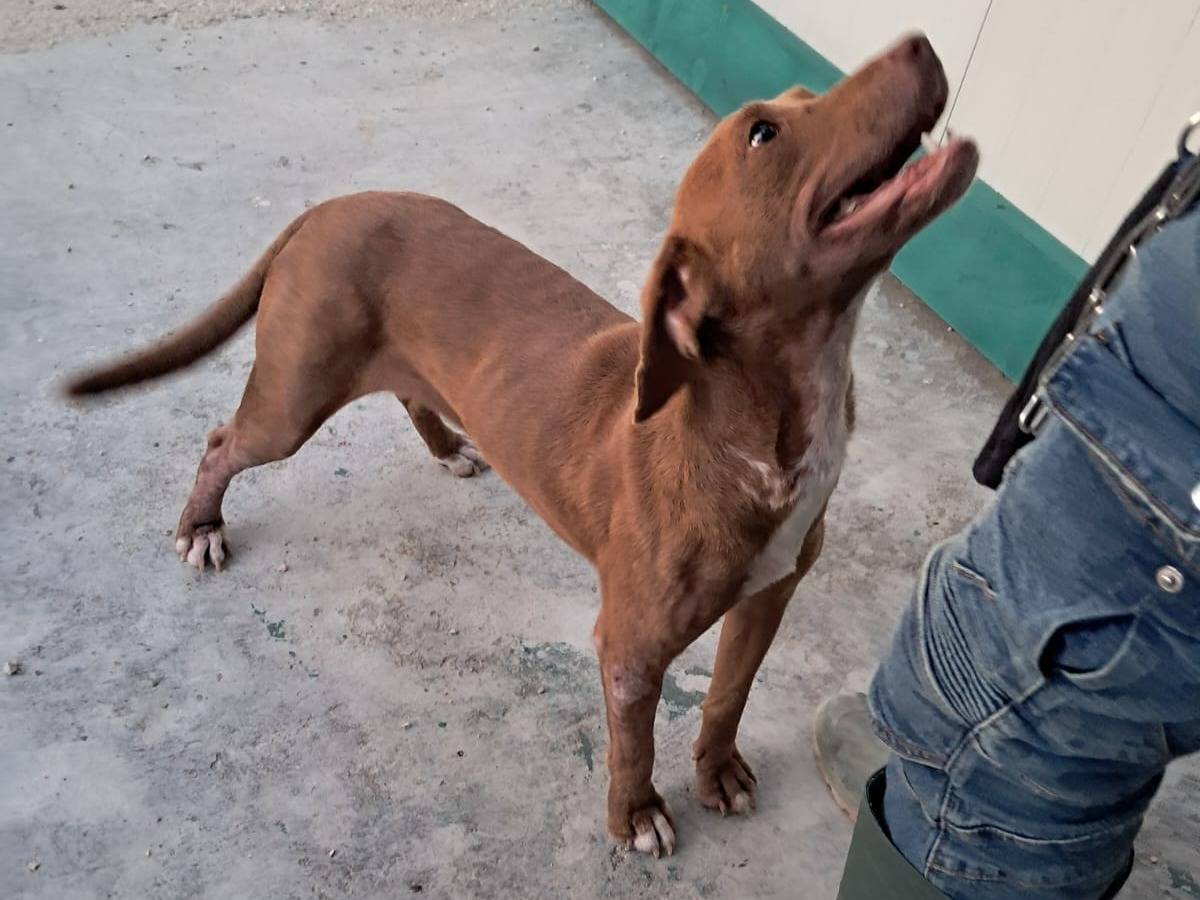 Adozione cane, femmina, Razza sconosciuta Razza sconosciuta, 1 anno e 2 mesi, taglia media contenuta, Treviso