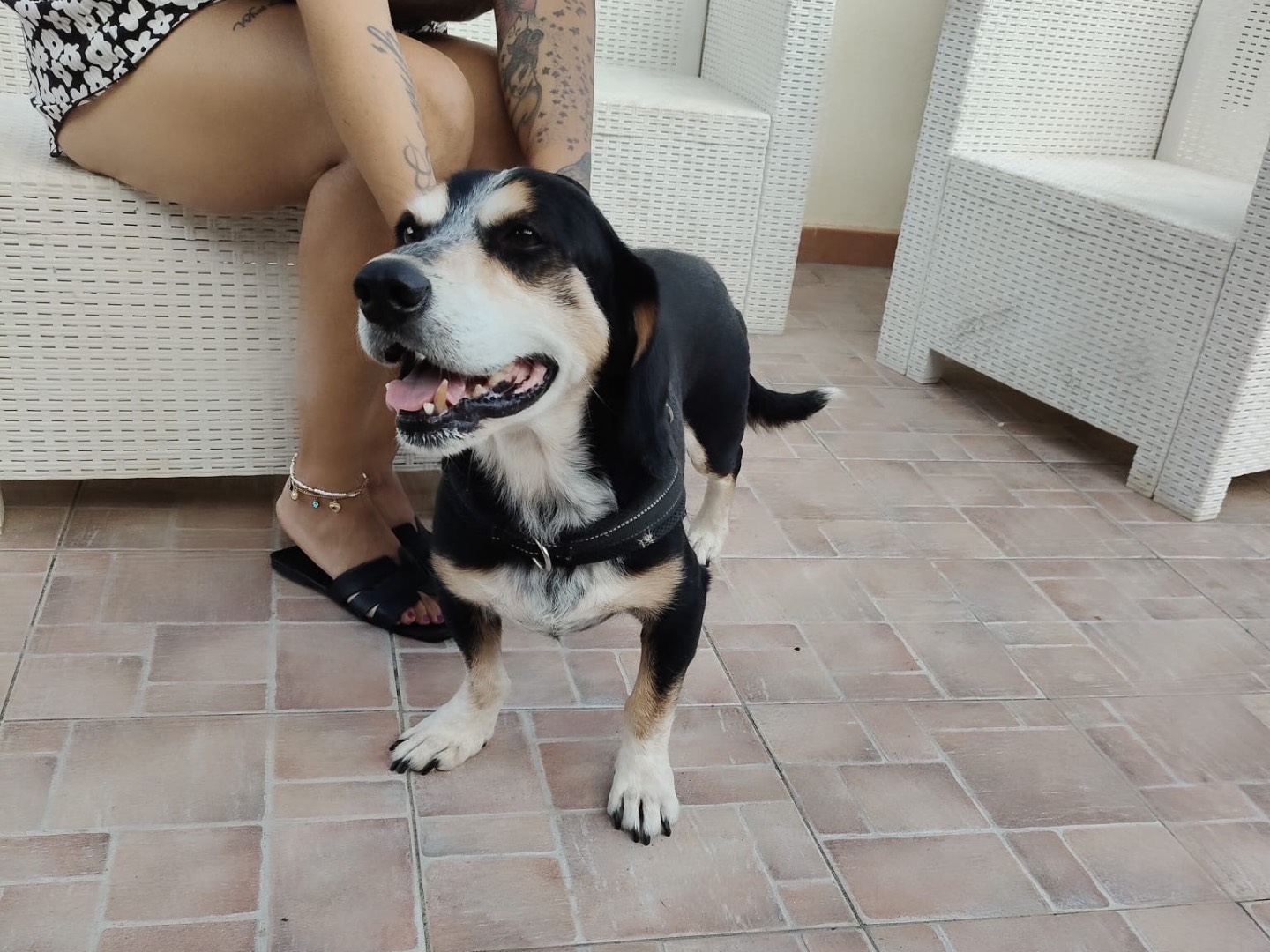 Adozione cane, maschio, Razza sconosciuta Razza sconosciuta, 7 anni e 8 mesi, taglia media contenuta, Crotone