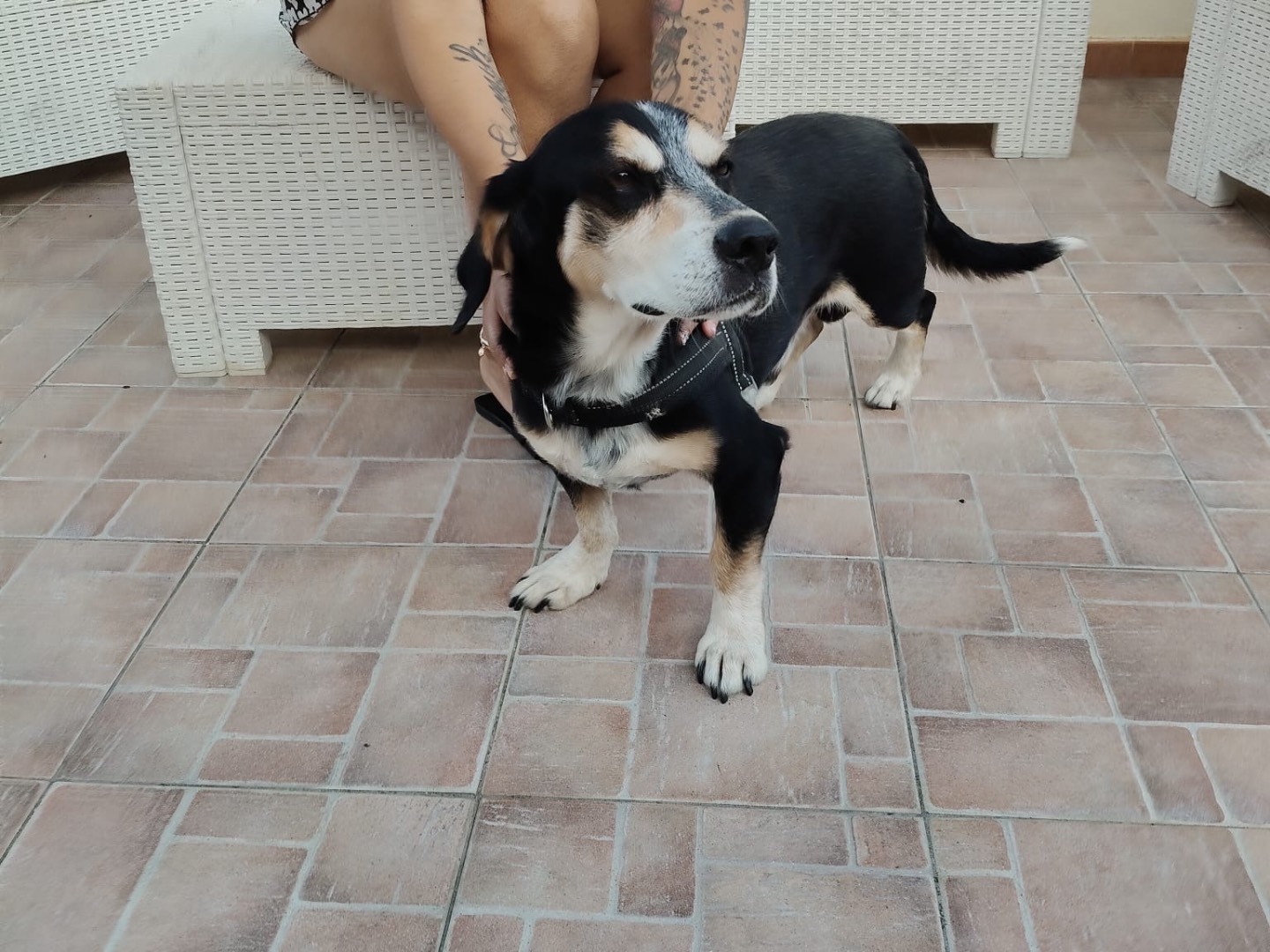 Adotta un cane, taglia media contenuta, maschio, Crotone