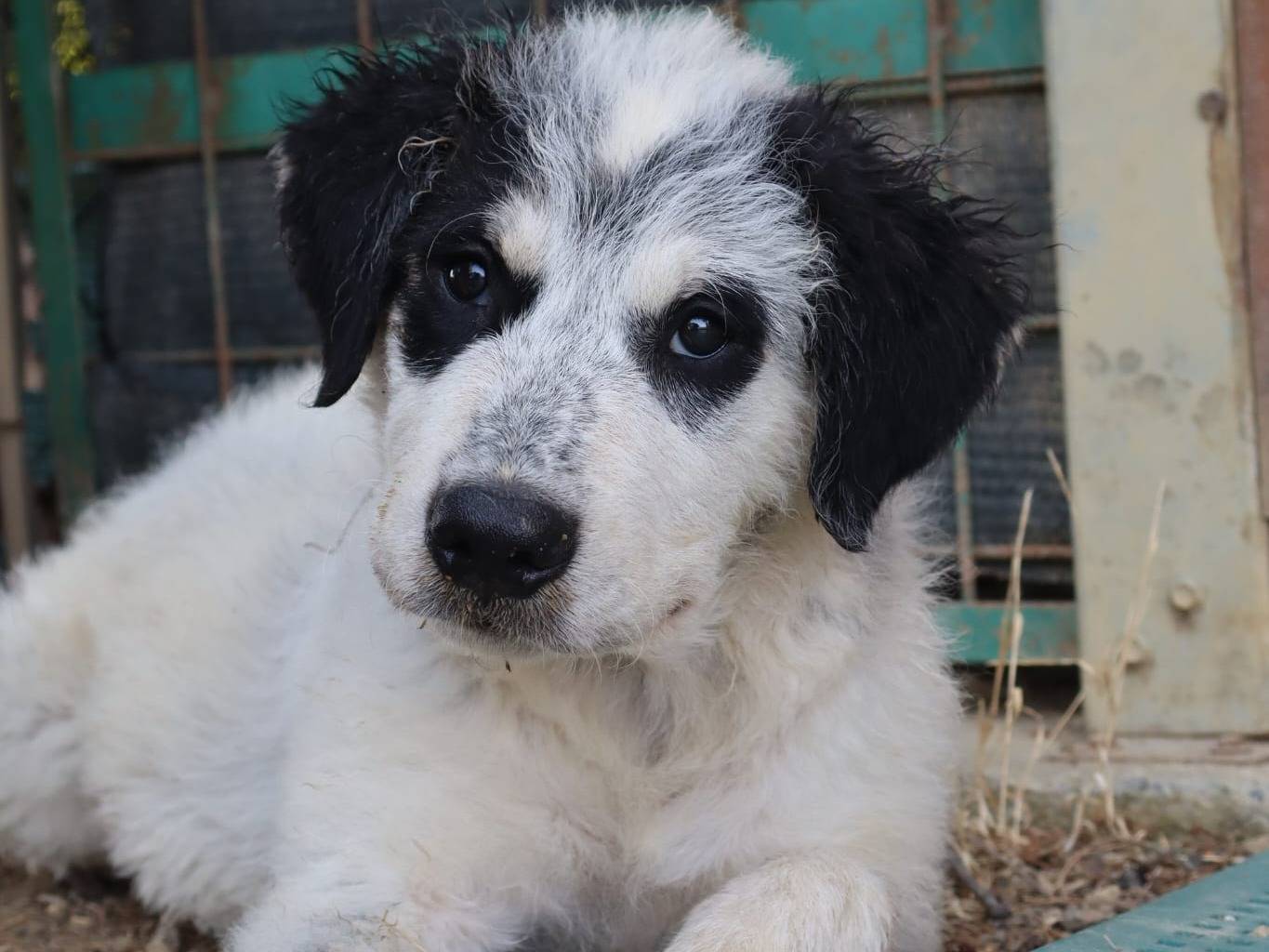Adozione cane, maschio, Pastore maremmano Razza sconosciuta, 4 mesi, taglia gigante, Pisa