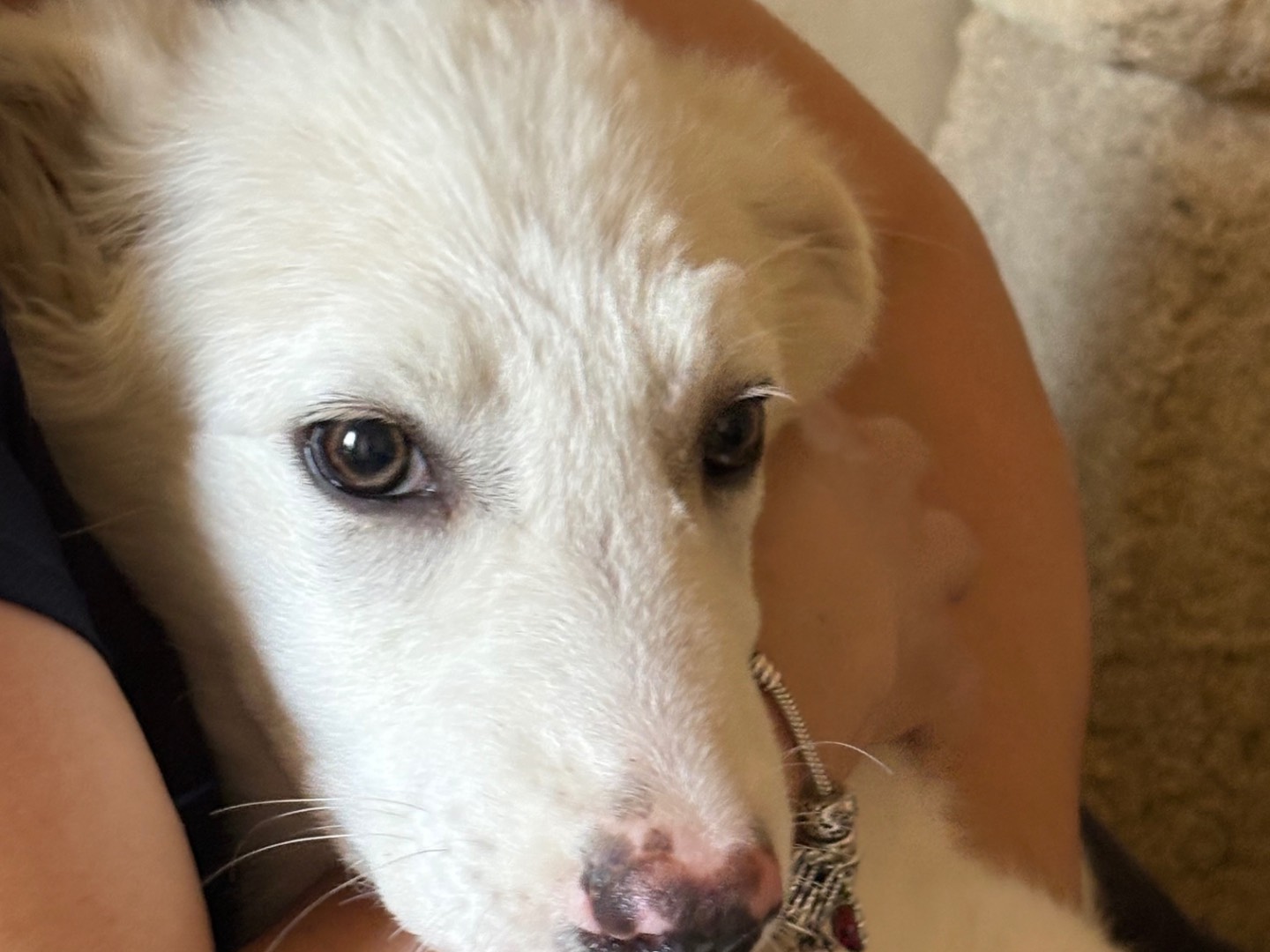 Adozione cane, femmina, Pastore maremmano Razza sconosciuta, 2 mesi, taglia media, Bolzano