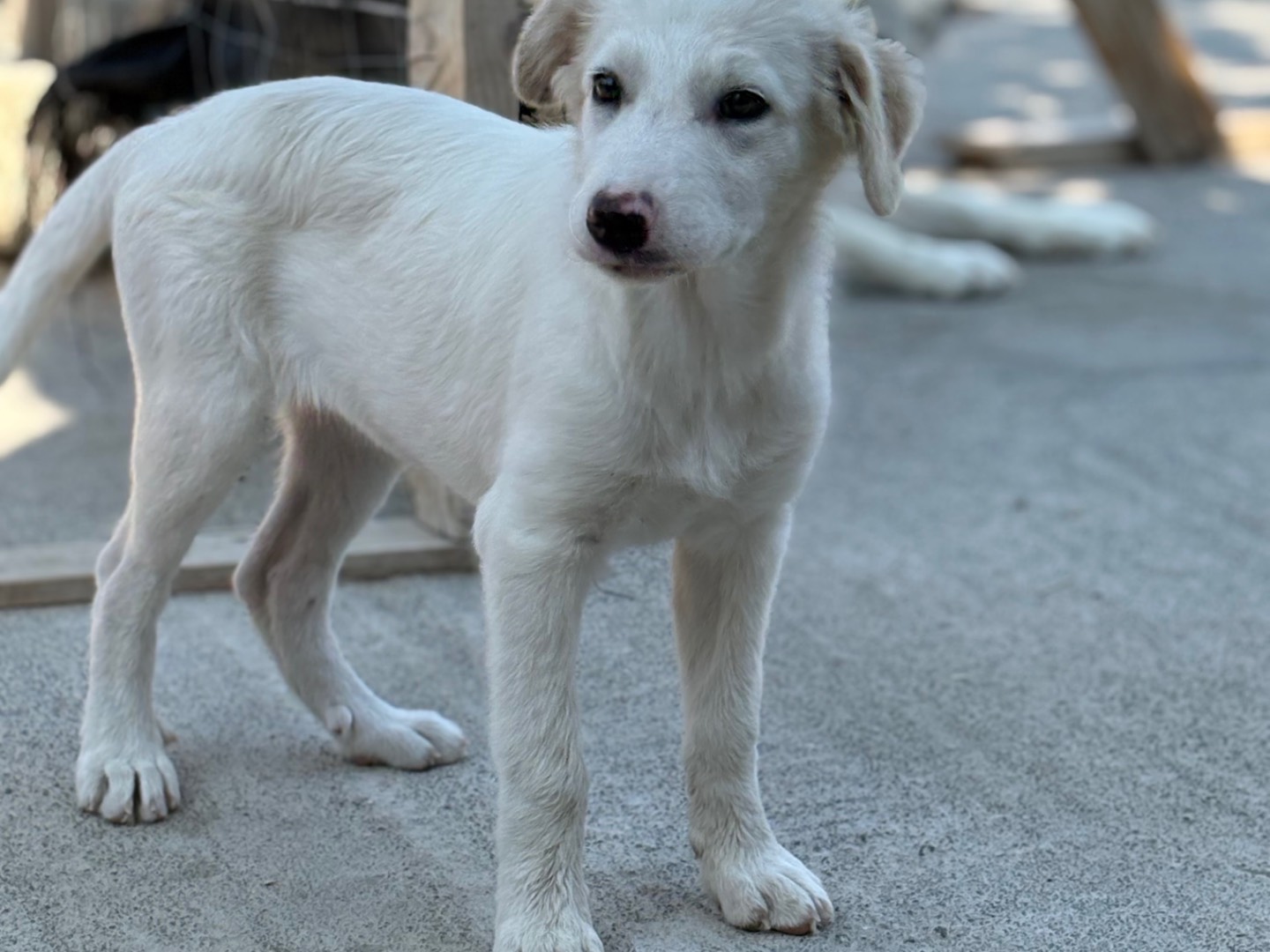 Adotta un cane, femmina, 2 mesi, Bolzano