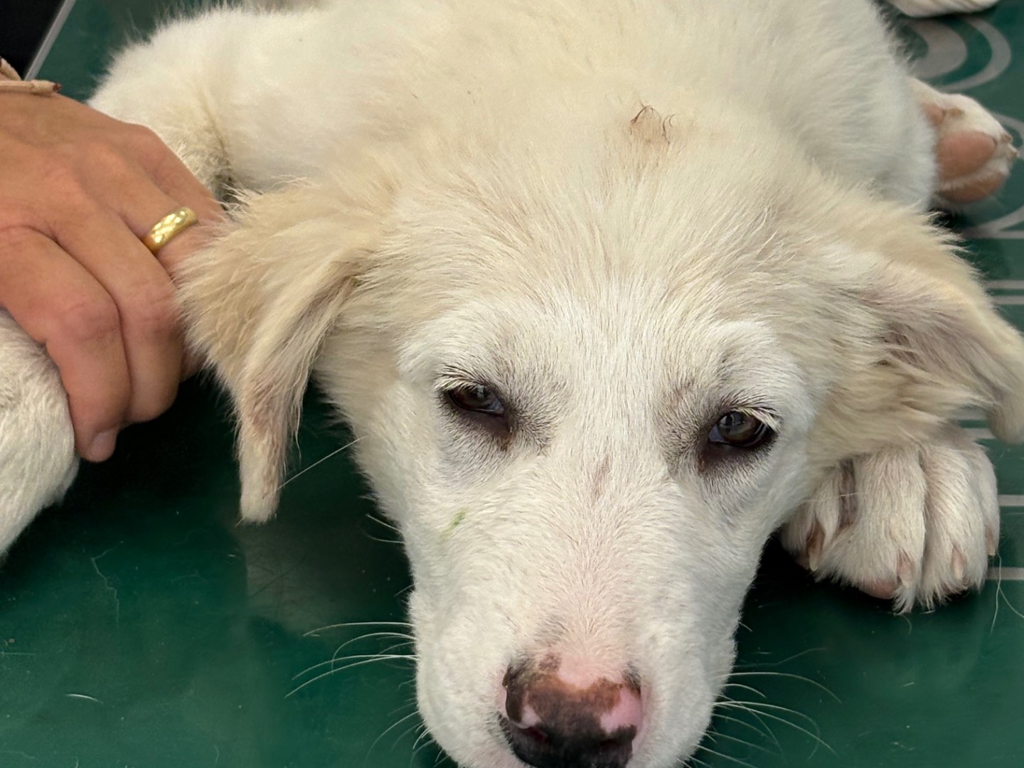 Vuoi adottare un cane a Bolzano?