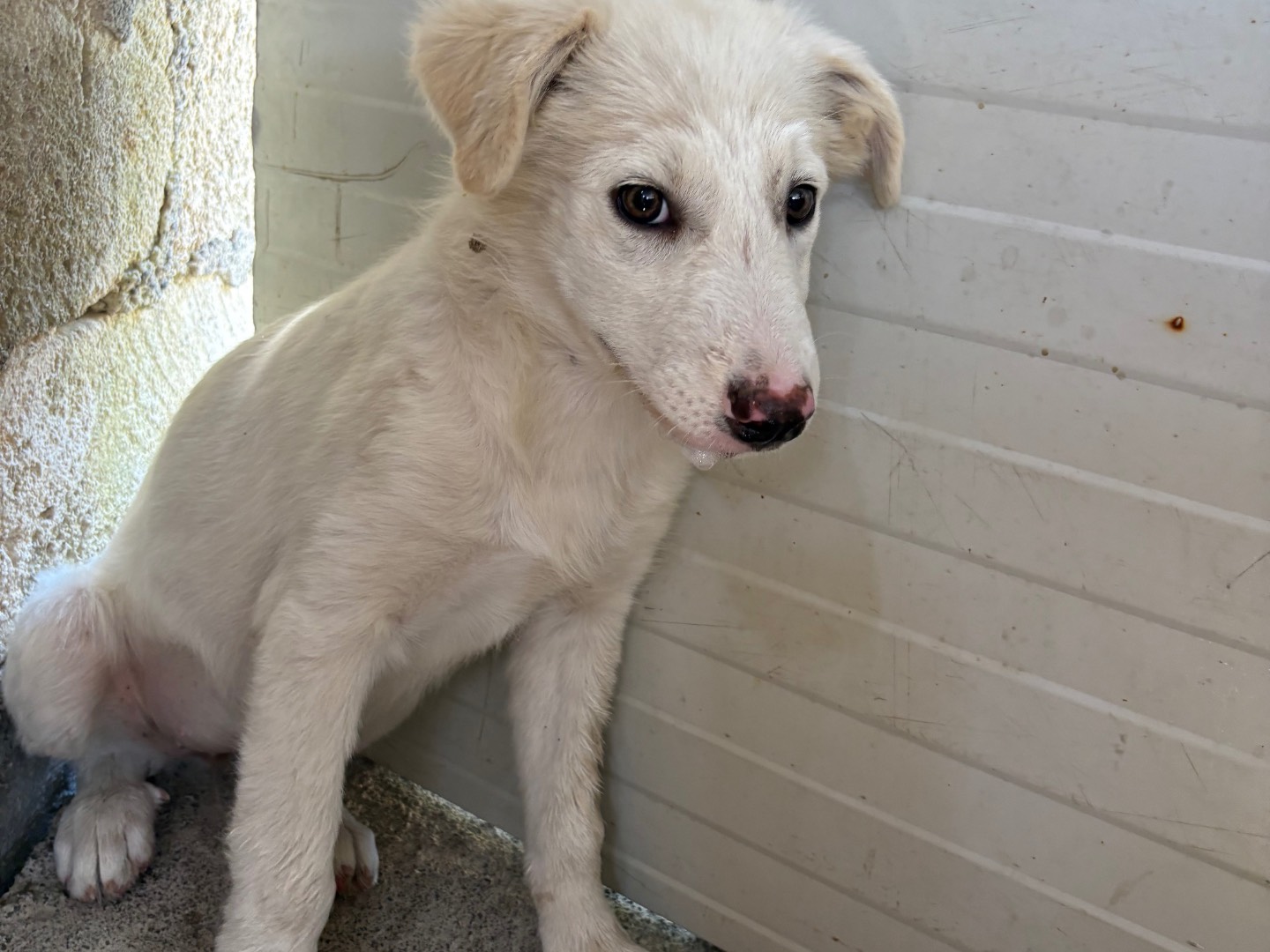 Adotta il cane Bianca a Bolzano