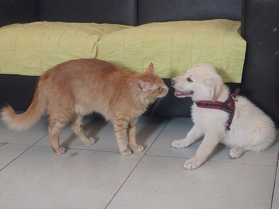 Vuoi adottare un cane a Bari?