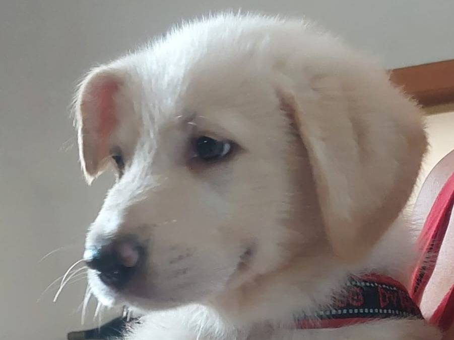 Adotta il cane Jannik a Bari