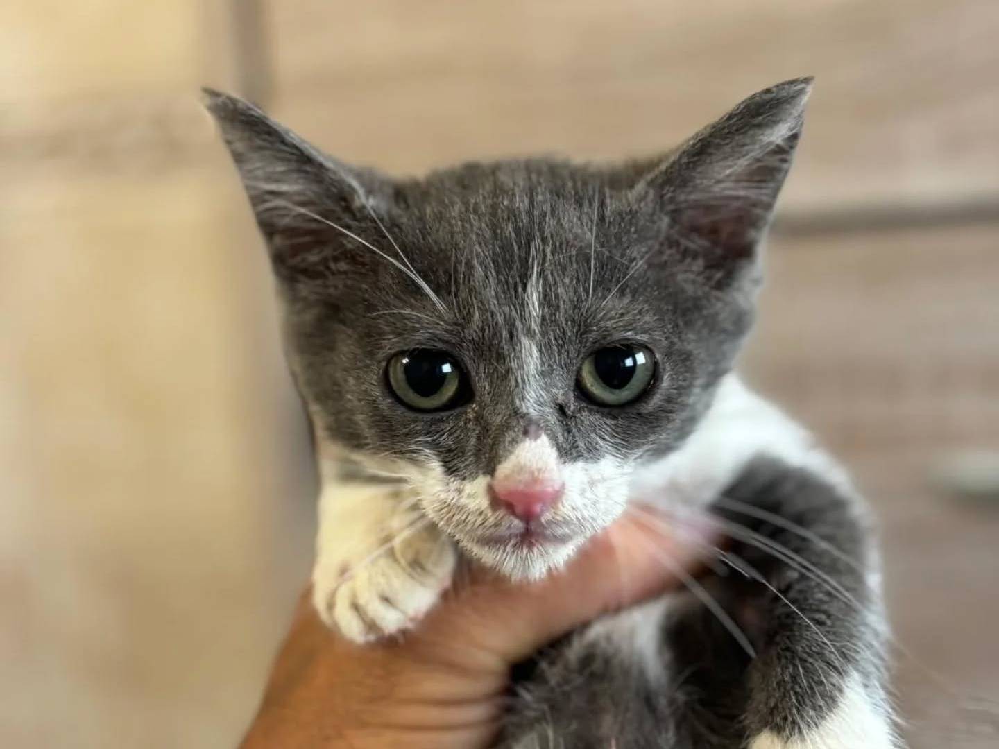 Adozione gatto, femmina, Razza sconosciuta Razza sconosciuta, 2 mesi, taglia non valida, Latina