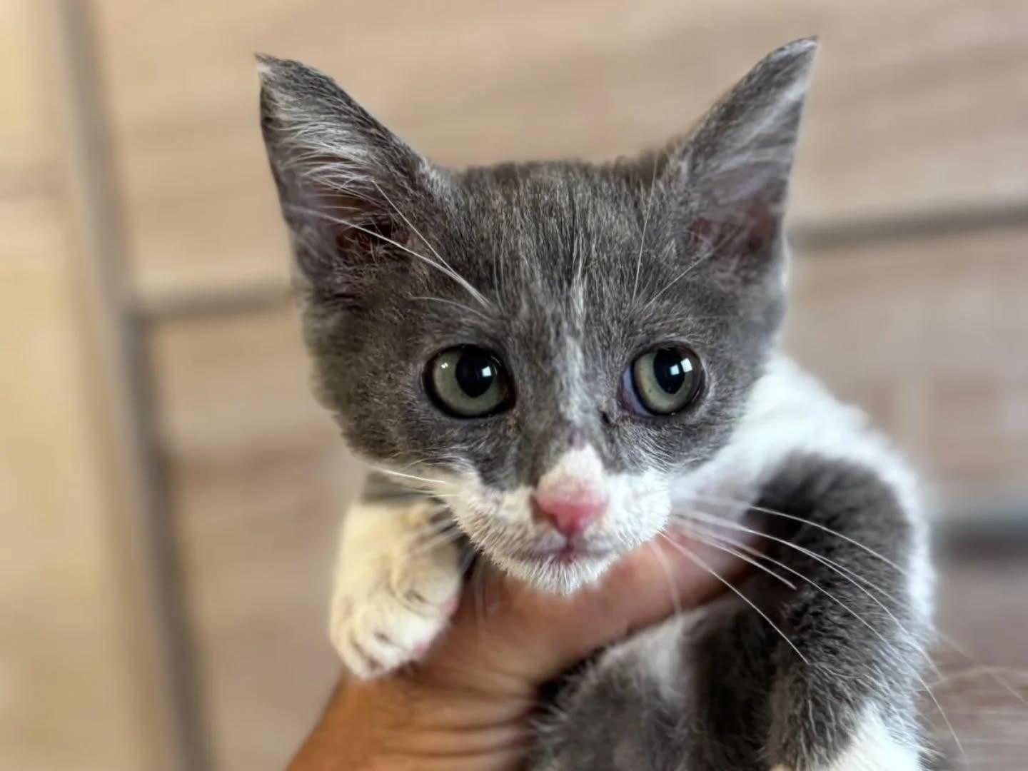 Adotta un gatto, femmina, 2 mesi, Latina