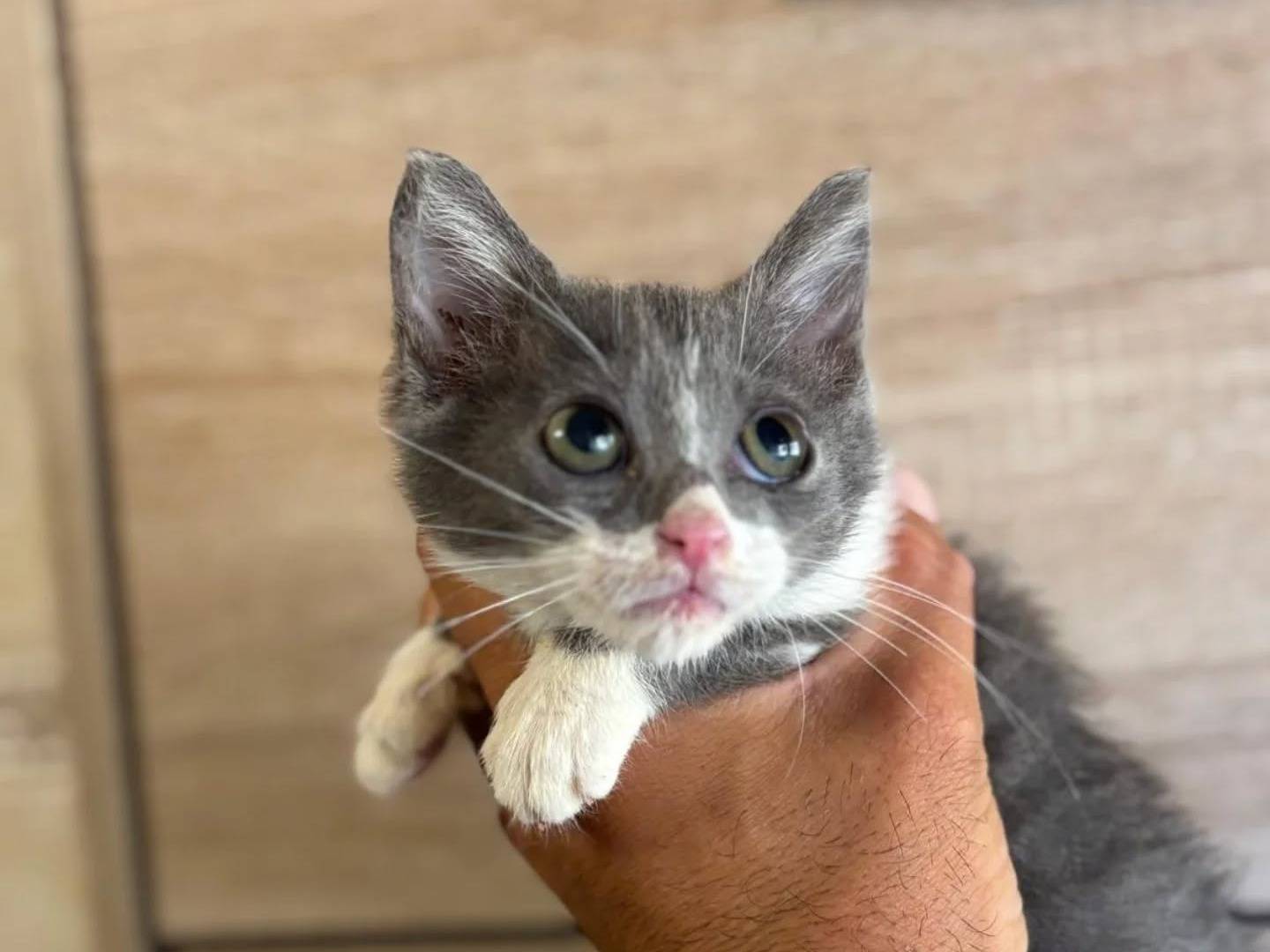 Adotta un gatto, taglia non valida, femmina, Latina