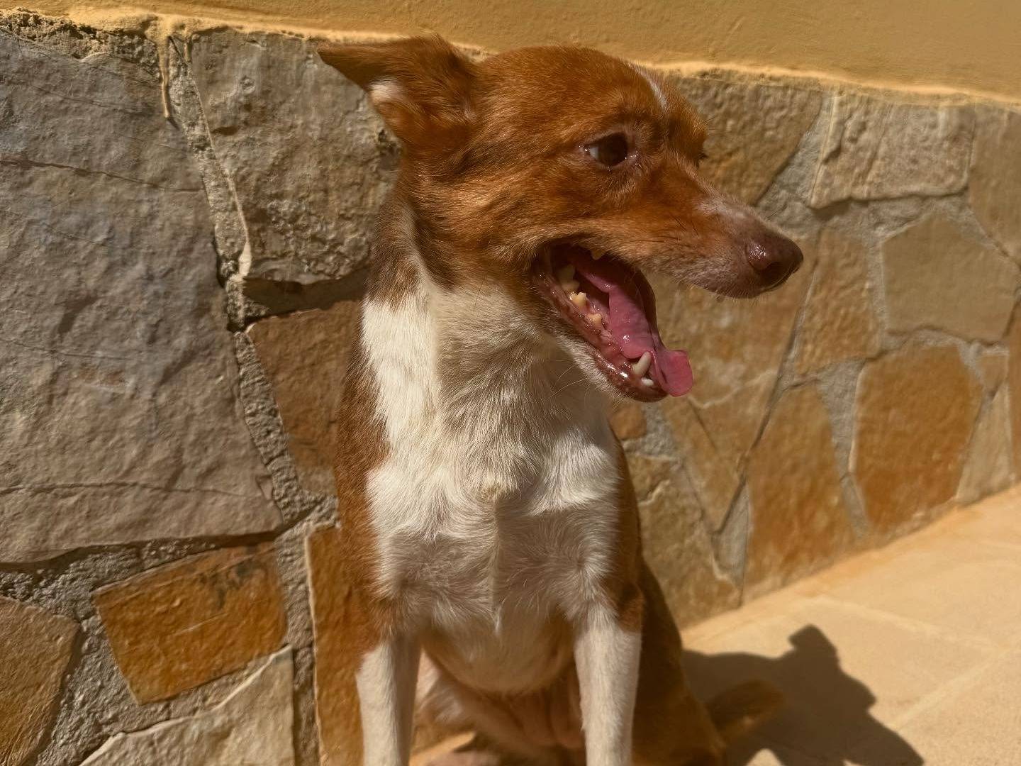 Vuoi adottare un cane a Matera?