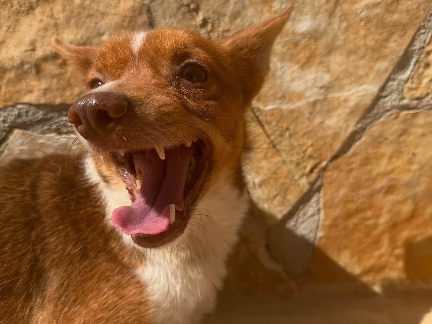 Adotta il cane Grimilde a Matera