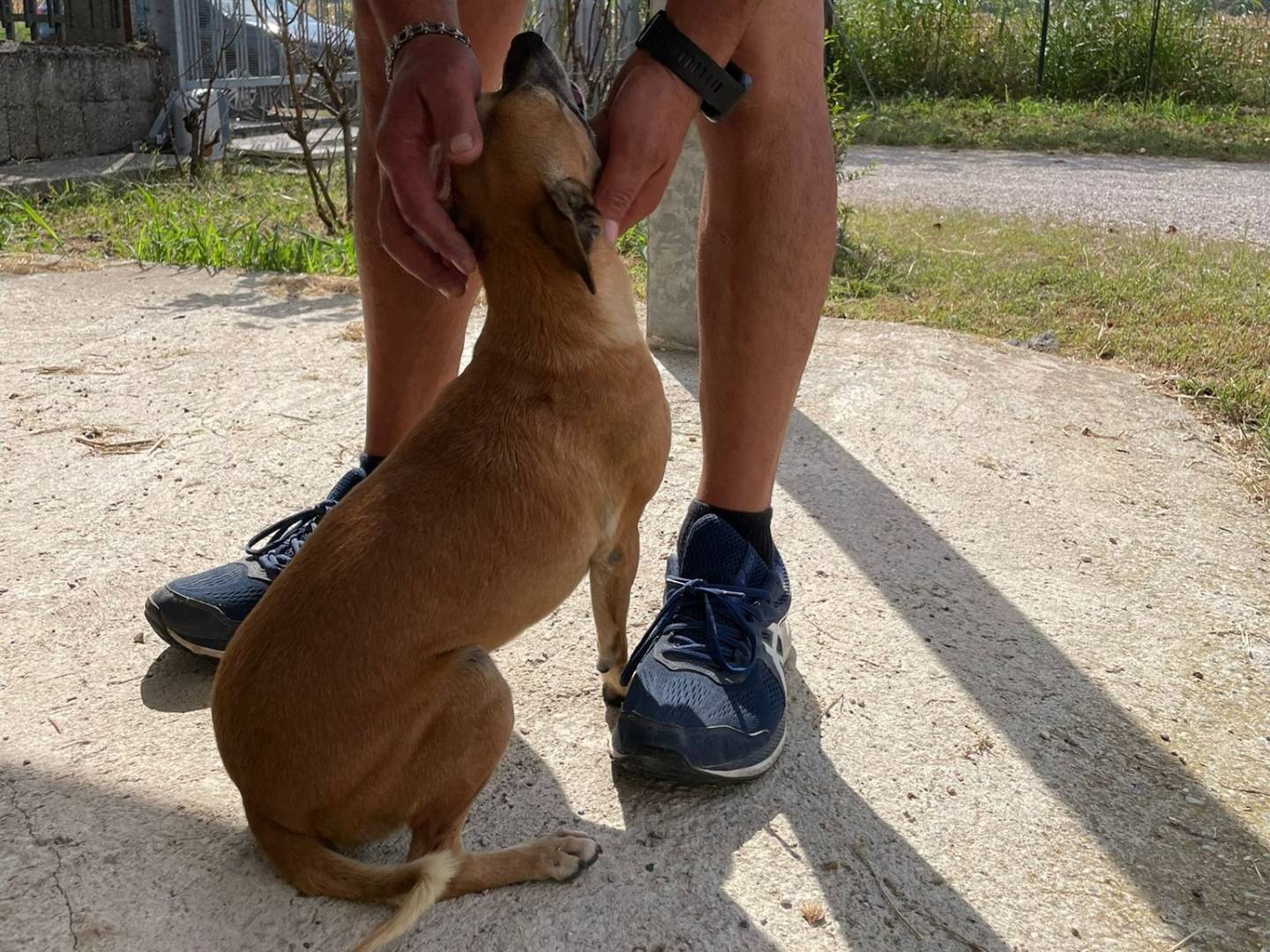 Adotta il cane Birba a Verona