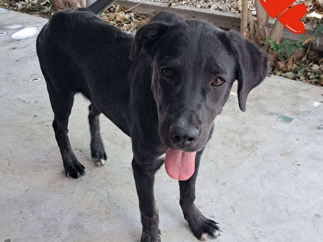 Adozione cane, femmina, Razza sconosciuta Razza sconosciuta, 1 anno, taglia media, Belluno