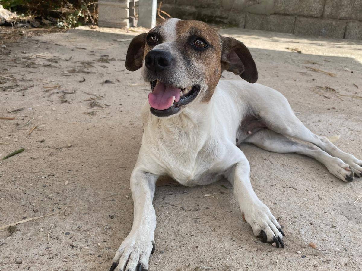 Adozione cane, femmina, Razza sconosciuta Razza sconosciuta, 8 anni e 7 mesi, taglia piccola, Verona