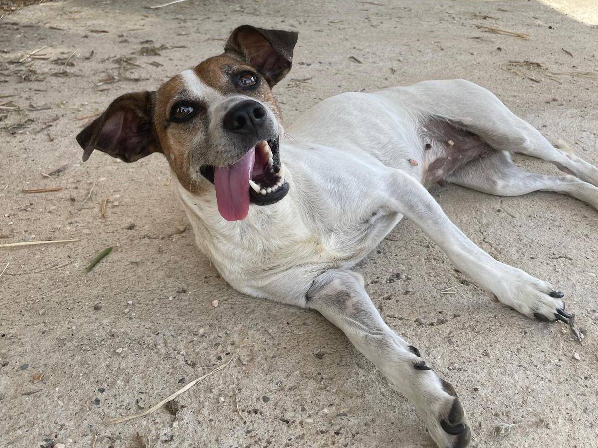 Adotta un cane, femmina, 8 anni e 7 mesi, Verona