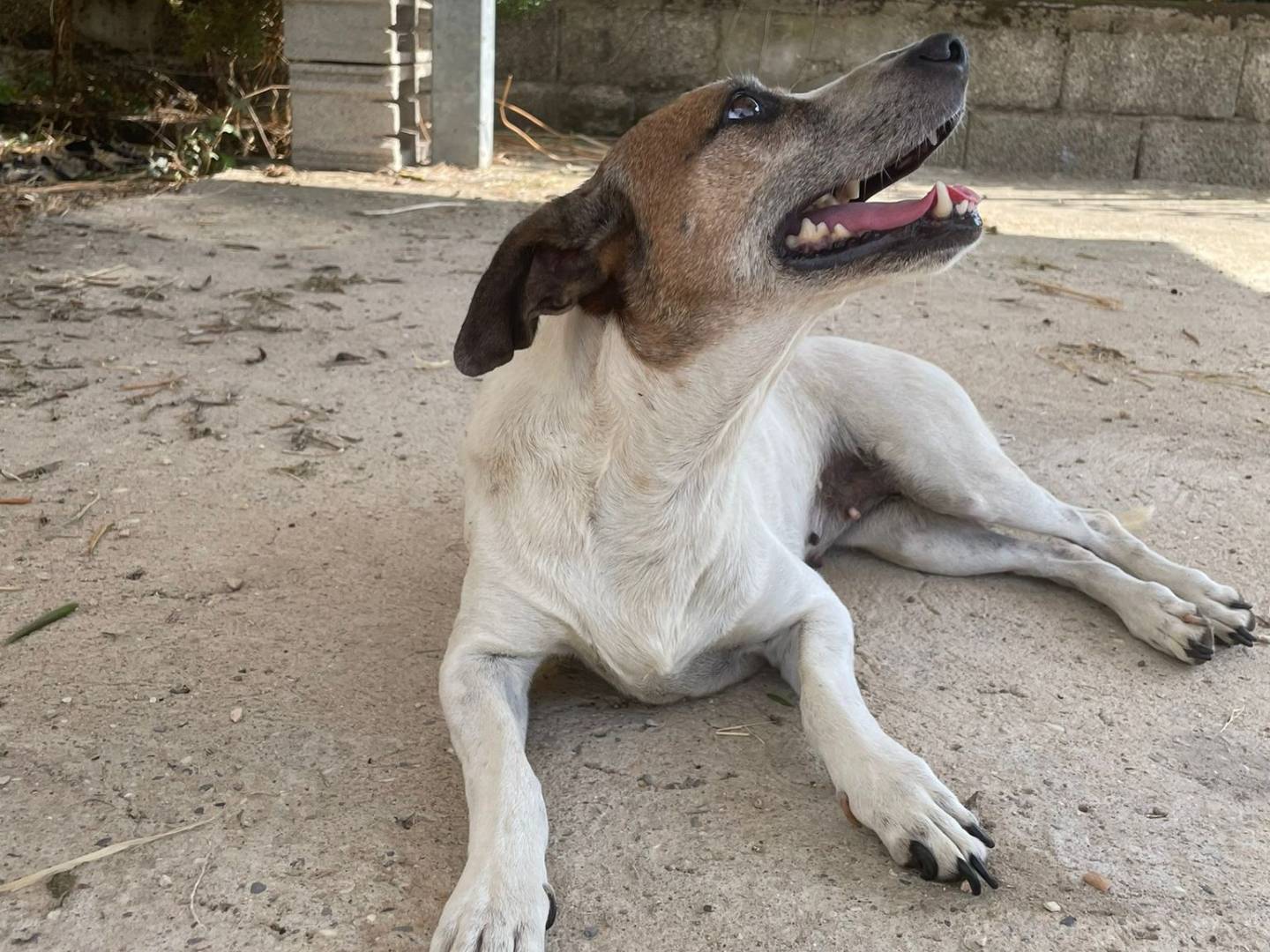 Adotta un cane, taglia piccola, femmina, Verona