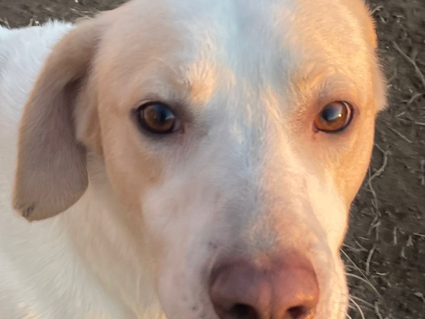 Adozione cane, maschio, Razza sconosciuta Razza sconosciuta, 3 anni e 2 mesi, taglia media, Milano