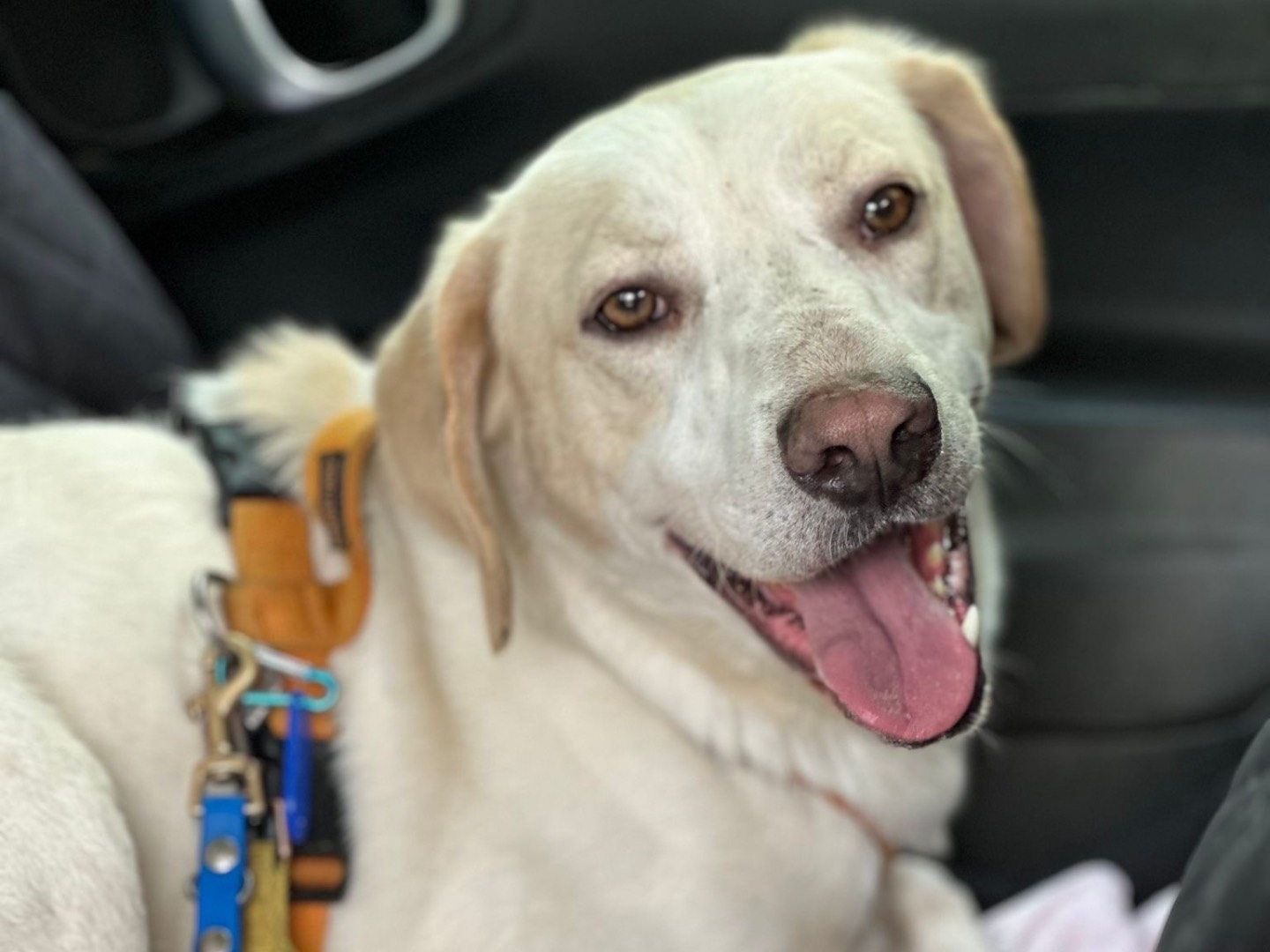 Adotta un cane, maschio, 3 anni e 2 mesi, Milano