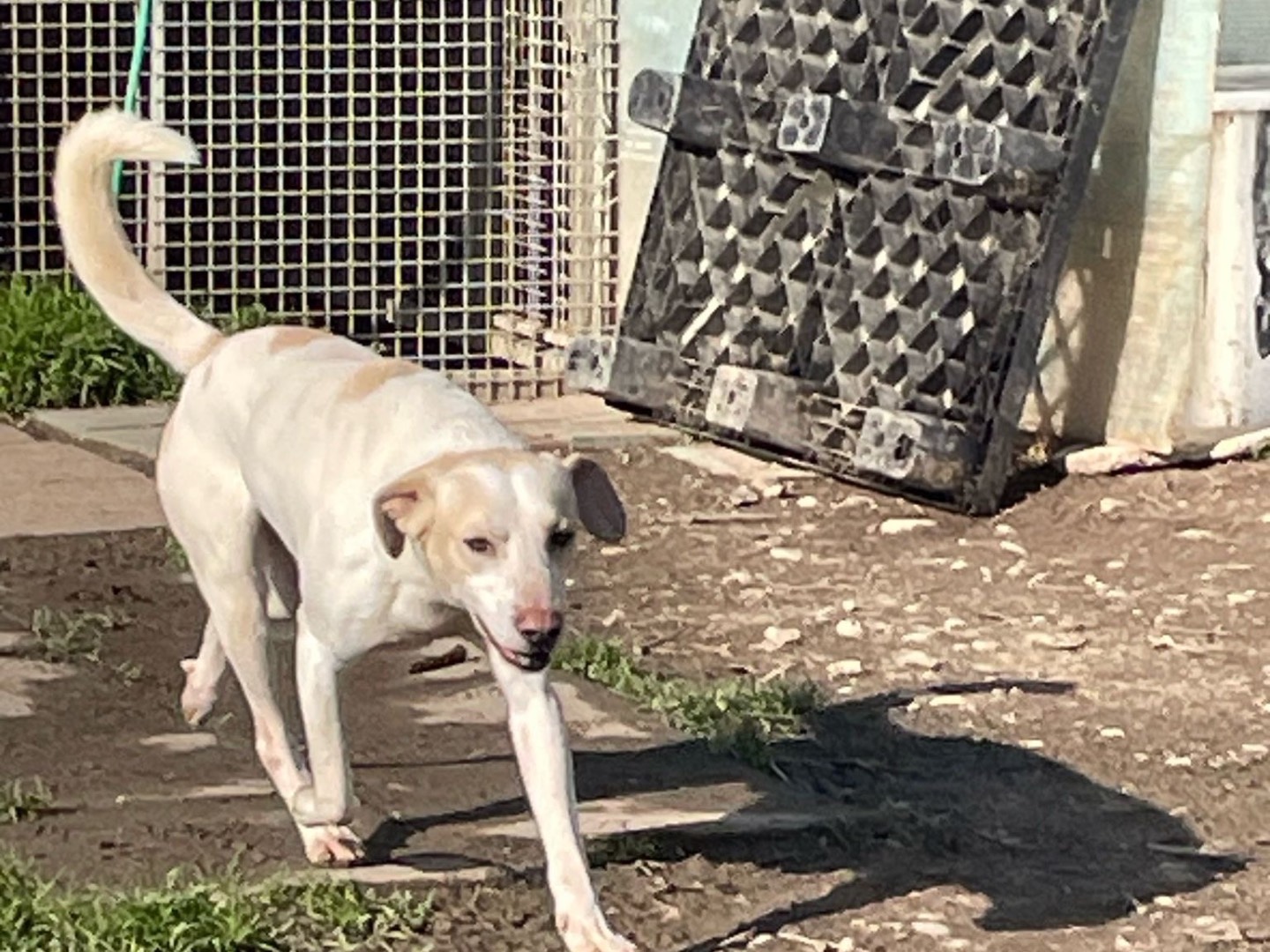 Adotta un cane, taglia media, maschio, Milano