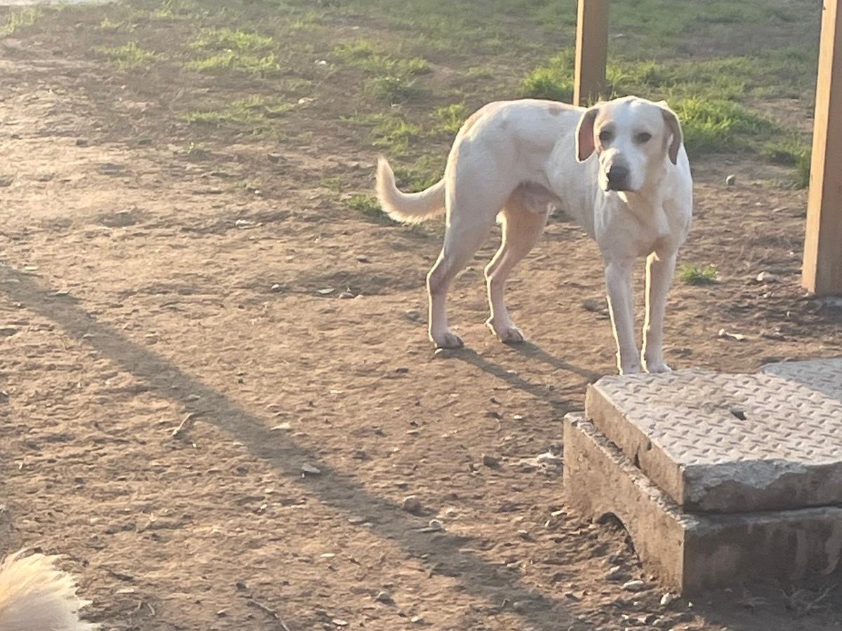 Vuoi adottare un cane a Milano?