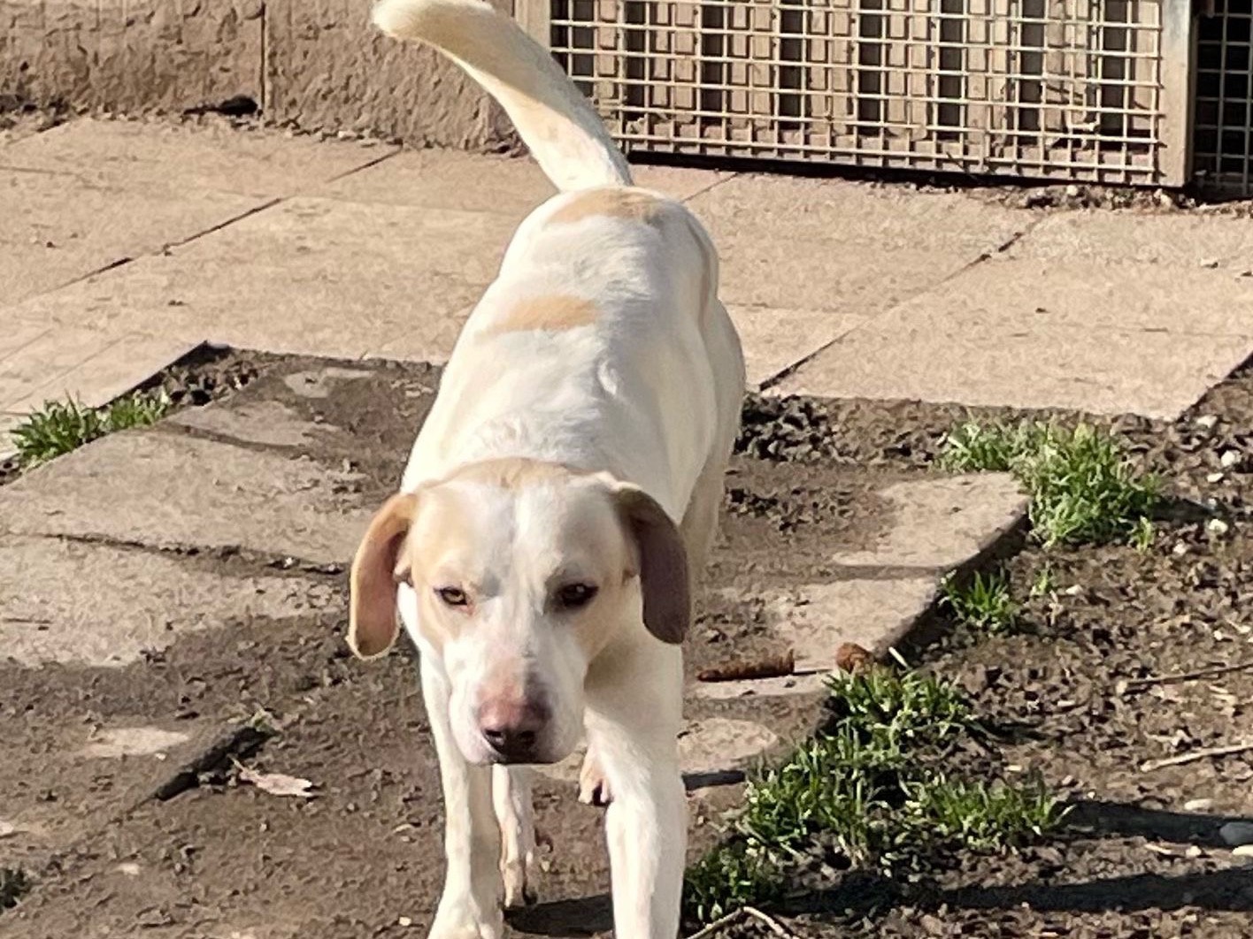 Adotta il cane Otello a Milano