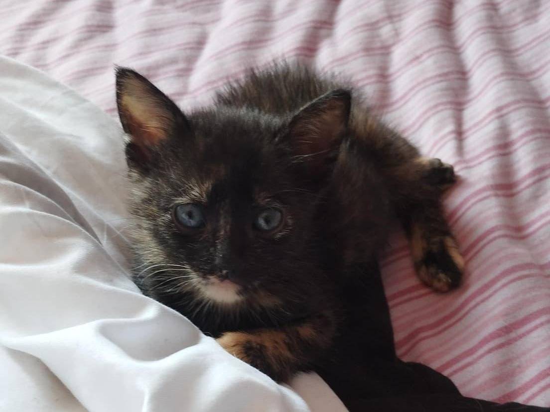 Vuoi adottare un gatto a Chieti?