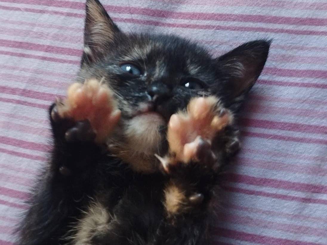 Adotta il gatto LUCE a Chieti