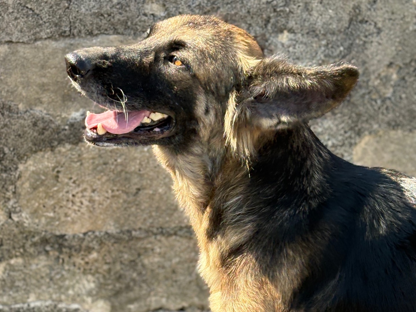 Adozione cane, femmina, Pastore tedesco Razza sconosciuta, 1 anno e 9 mesi, taglia media, Siracusa