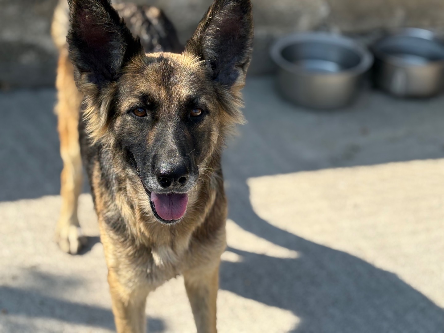 Adotta un cane, taglia media, femmina, Siracusa