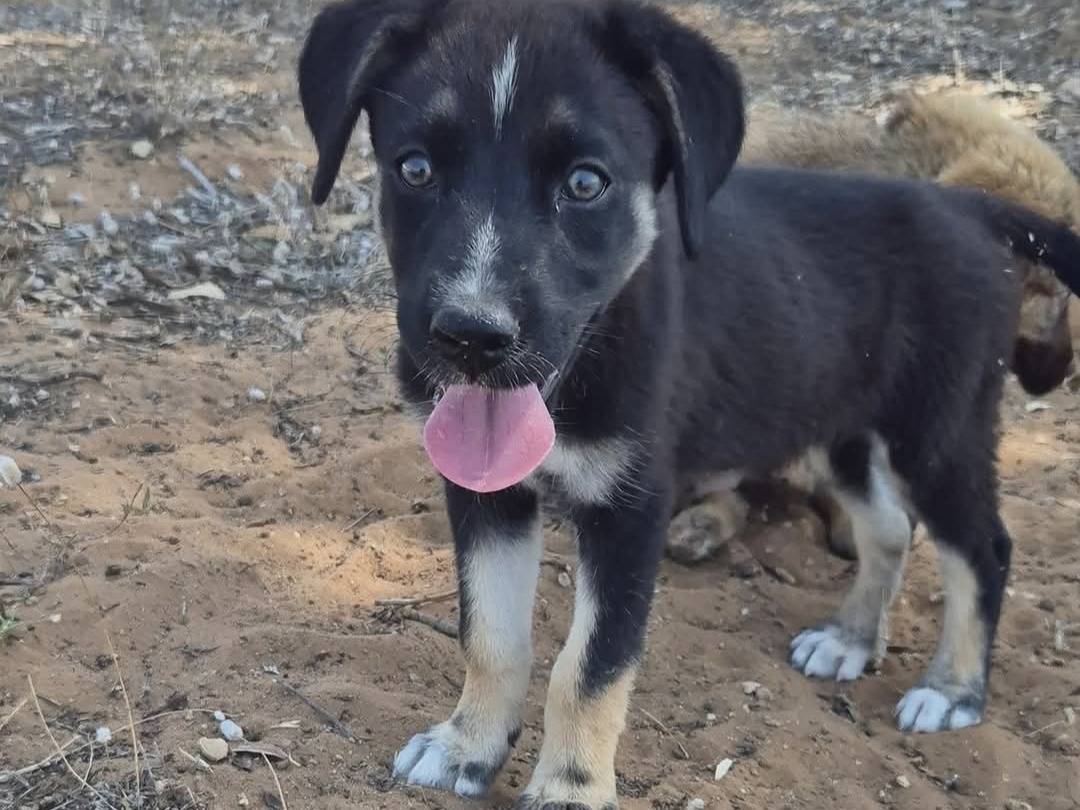 Vuoi adottare un cane a Ragusa?