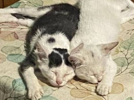 Adozione gatto, femmina, Razza sconosciuta Razza sconosciuta, 3 mesi, taglia non valida, Torino