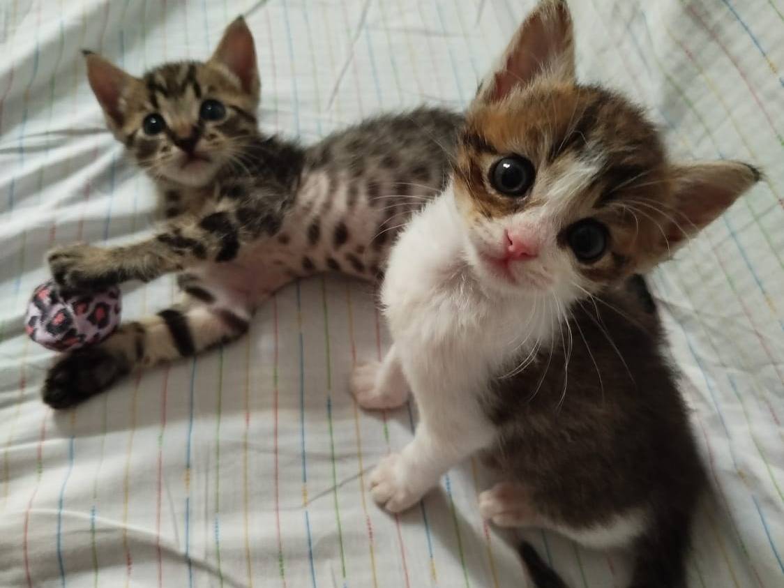 Adozione gatto, maschio, Razza sconosciuta Razza sconosciuta, 1 mesi, taglia non valida, Treviso