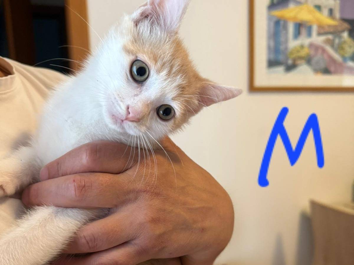 Adotta un gatto, maschio, 1 mesi, Treviso