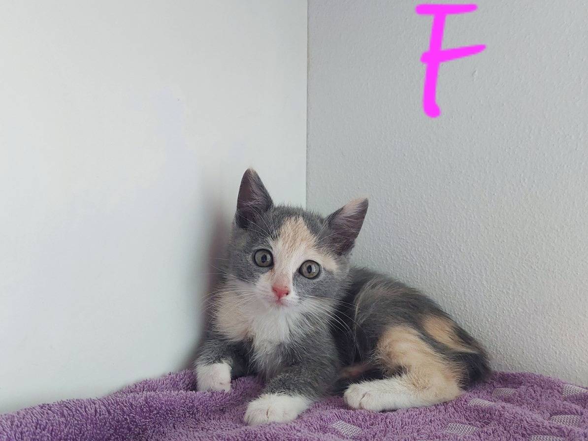 Adotta un gatto, taglia non valida, maschio, Treviso