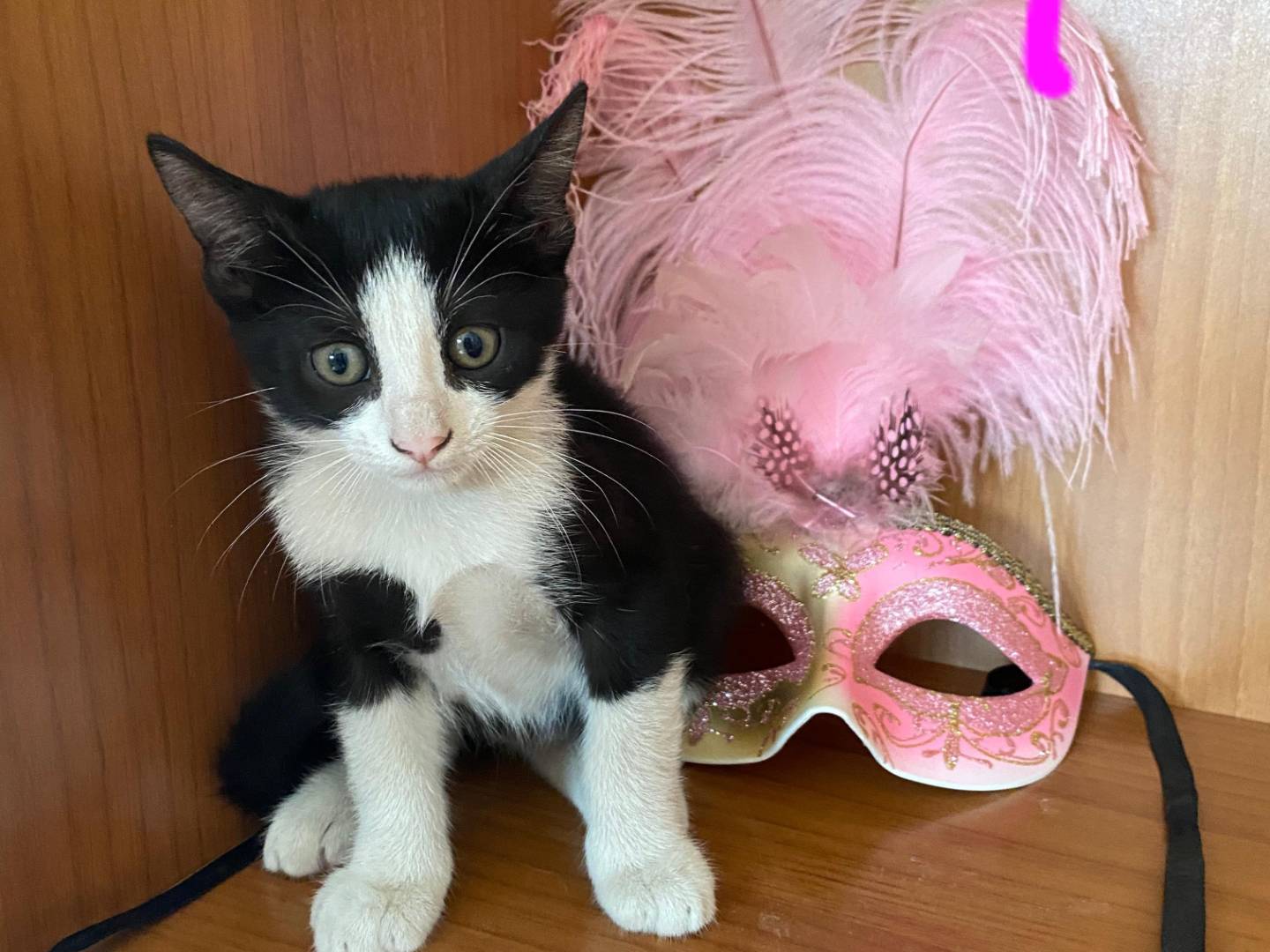 Vuoi adottare un gatto a Treviso?