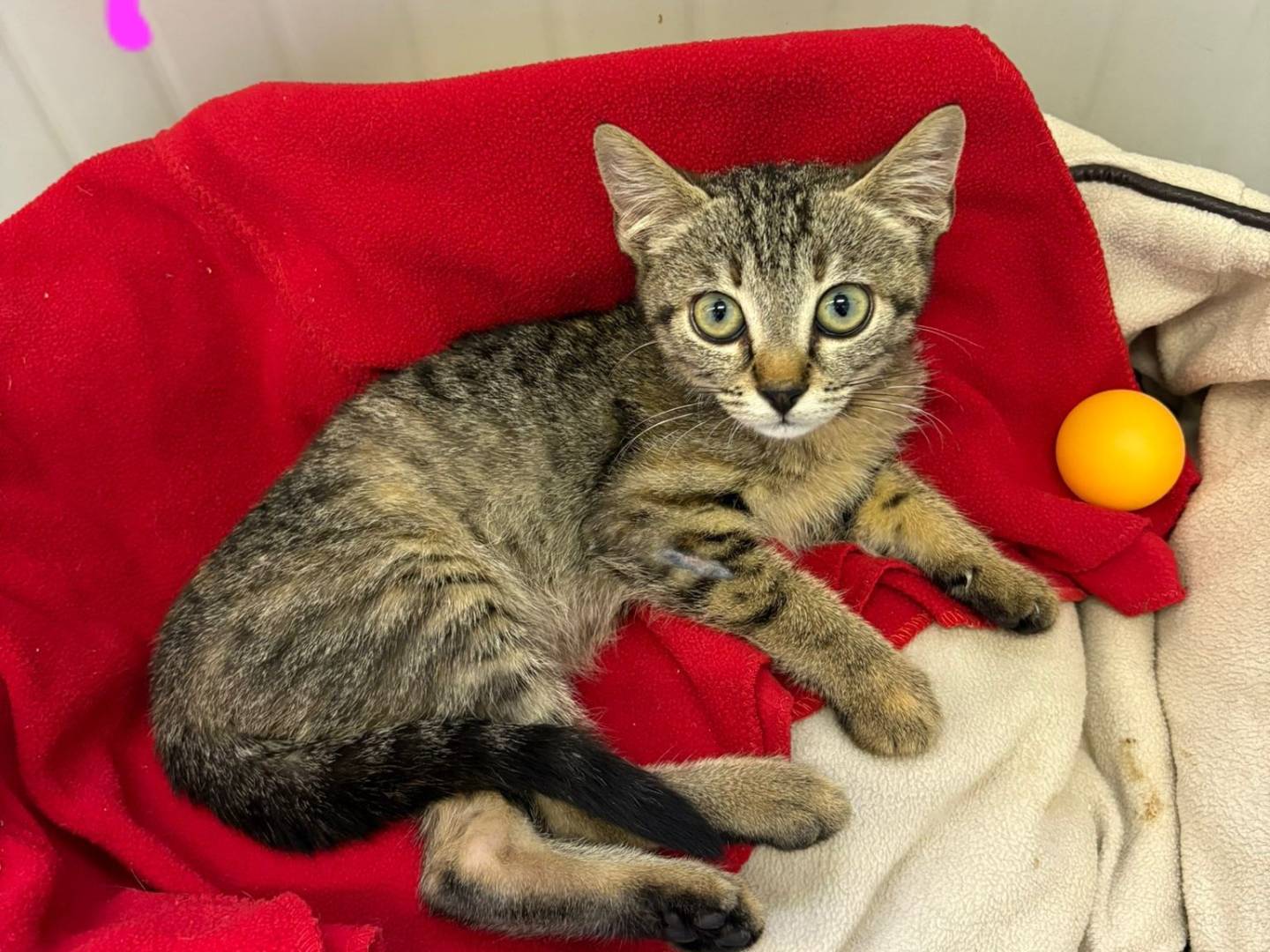 Adotta il gatto UNA FAMIGLIA PER FERRAGOSTO a Treviso