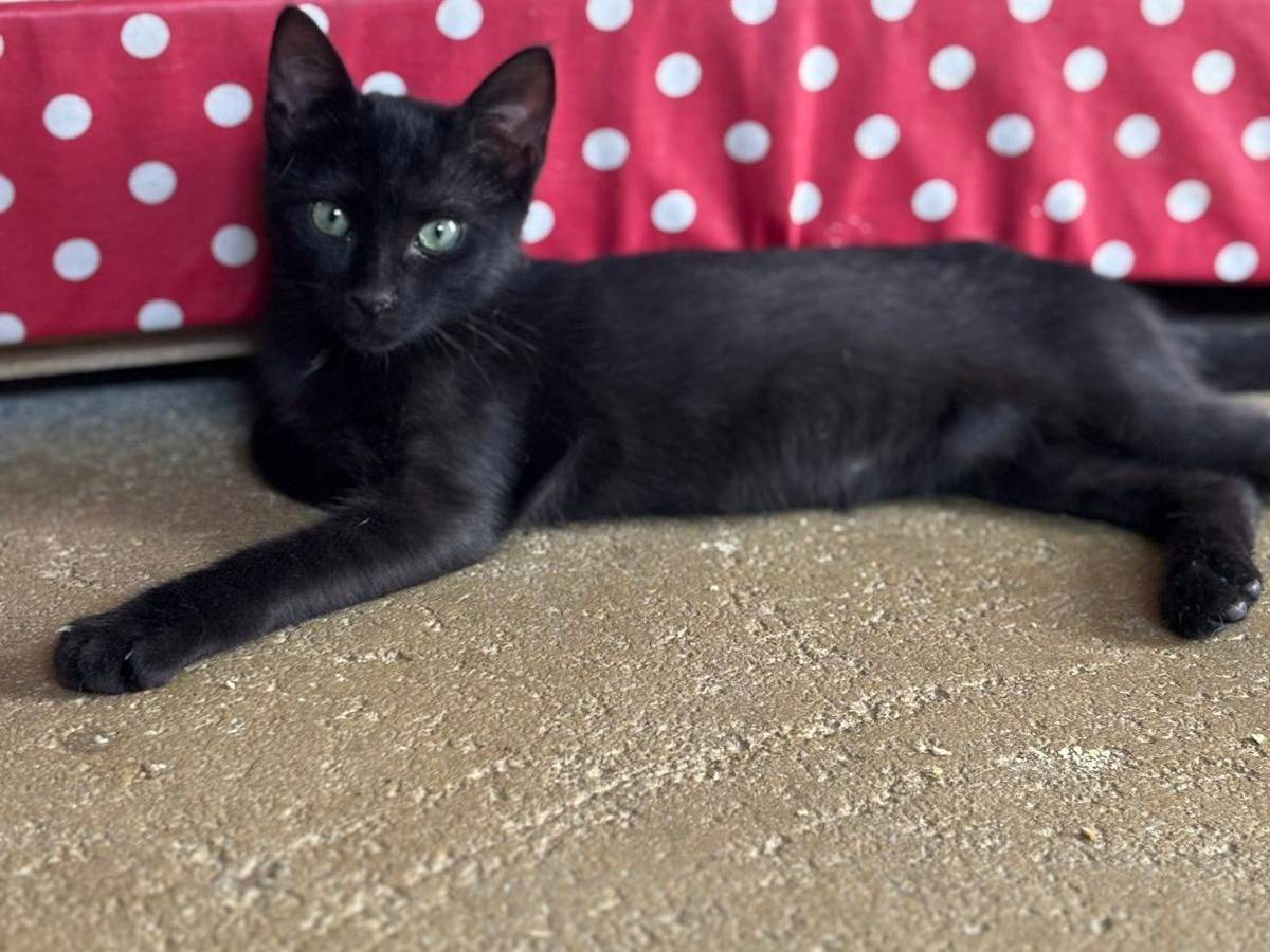 Adozione gatto, femmina, Razza sconosciuta Razza sconosciuta, 3 mesi, taglia non valida, Pisa