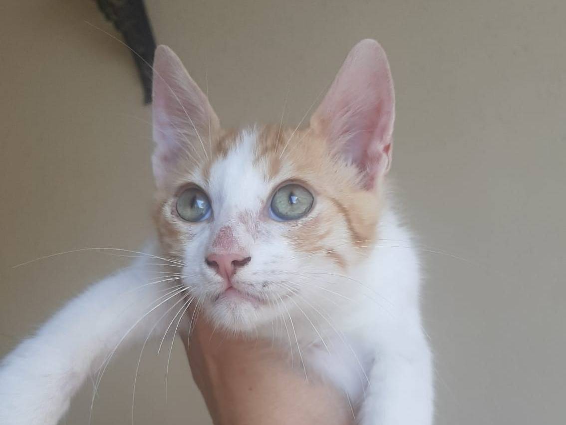 Vuoi adottare un gatto a Napoli?