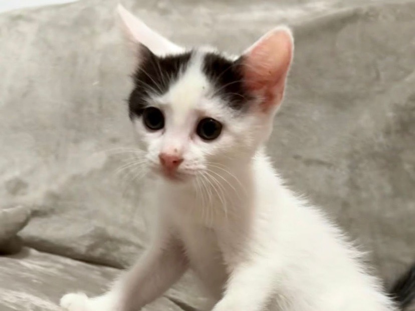 Adozione gatto, femmina, Razza sconosciuta Razza sconosciuta, 1 mesi, taglia non valida, Torino