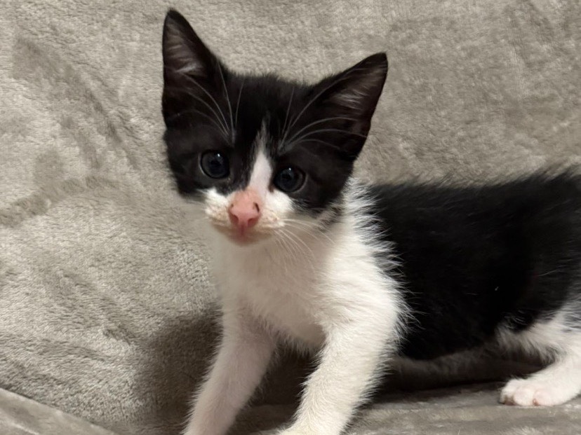 Adozione gatto, maschio, Razza sconosciuta Razza sconosciuta, 1 mesi, taglia non valida, Torino