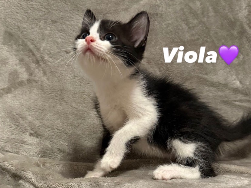 Adozione gatto, femmina, Razza sconosciuta Razza sconosciuta, 1 mesi, taglia non valida, Torino