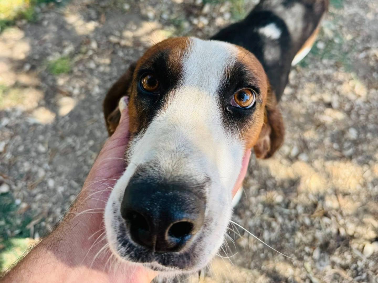 Adotta il cane ares a Matera