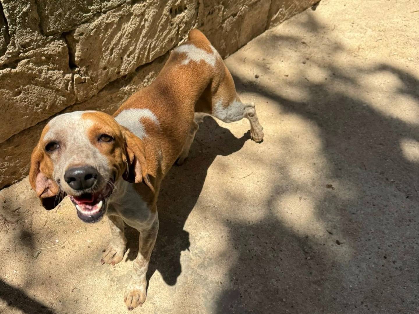 Adozione cane, femmina, Segugio Razza sconosciuta, 2 anni e 2 mesi, taglia media contenuta, Matera