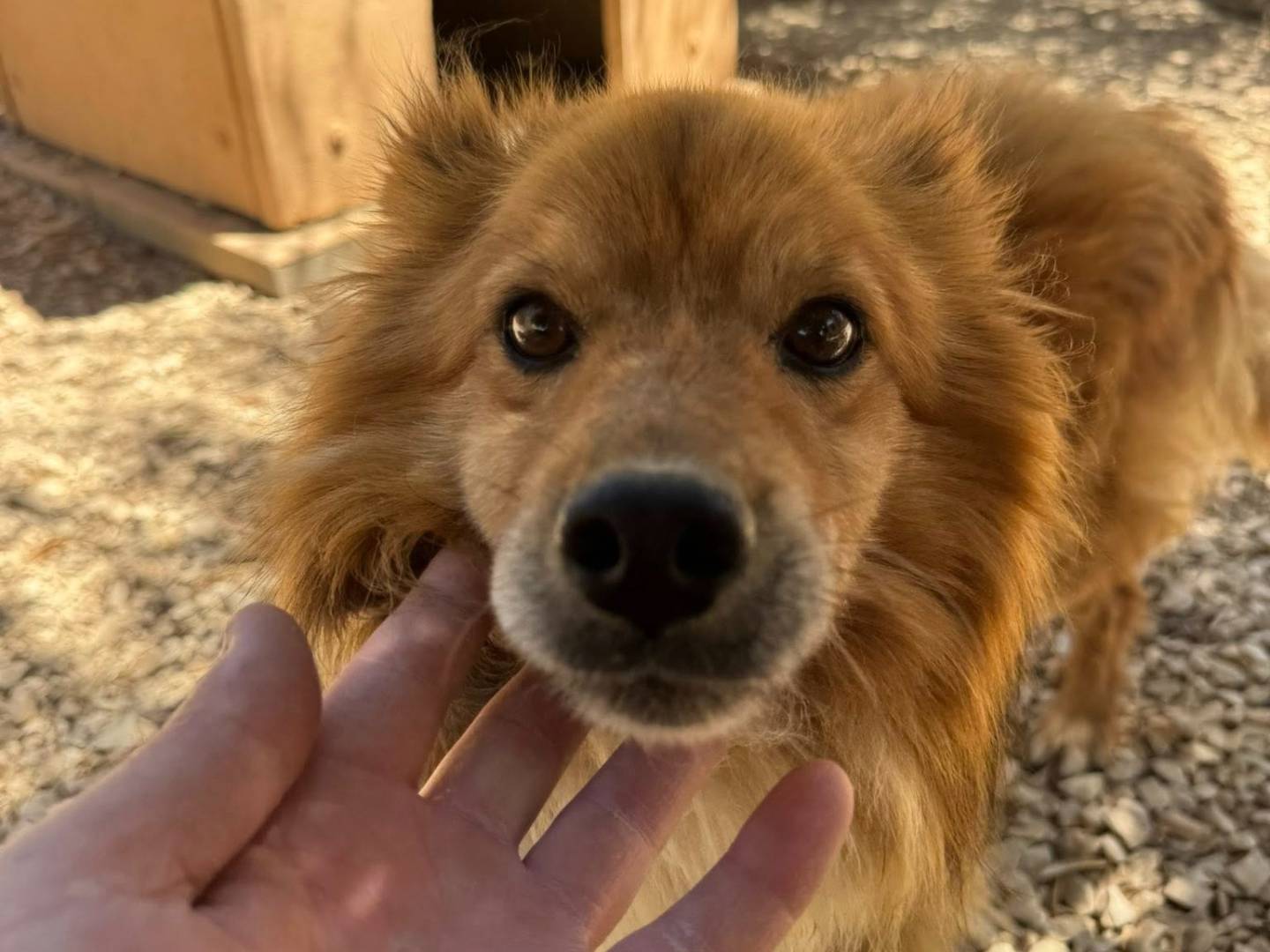 Vuoi adottare un cane a Matera?