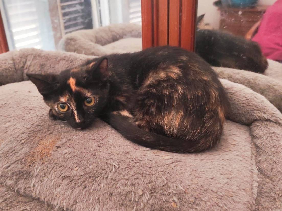 Vuoi adottare un gatto a Cremona?