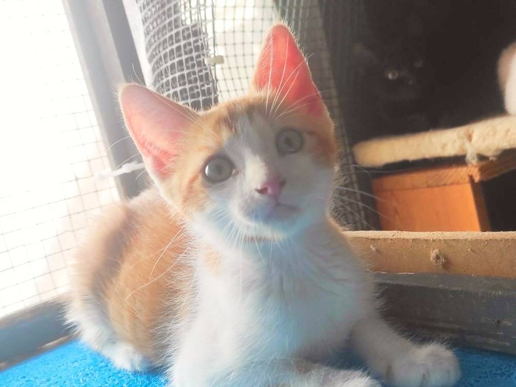 Adozione gatto, maschio, Razza sconosciuta Razza sconosciuta, 2 mesi, taglia non valida, Cremona